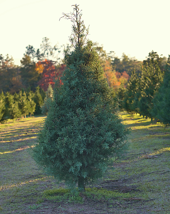 Christmas Tree 4 by Andrea Anderegg Christmas Tree 4 by Andrea Anderegg