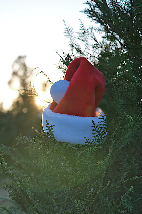 Santa Hat by Andrea Anderegg Santa Hat by Andrea Anderegg